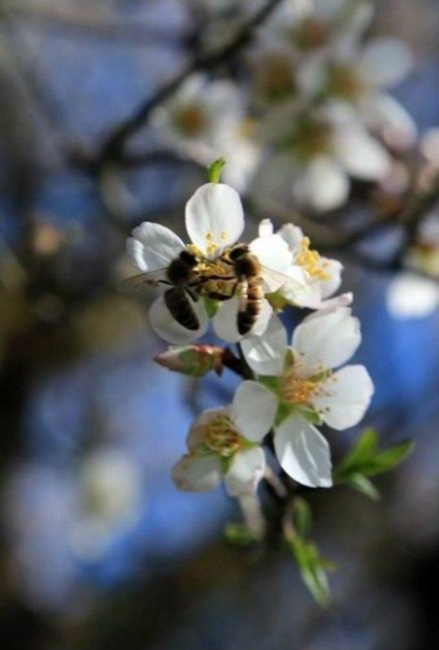 Arıcıyı Koruyan Proje Hayata Geçiriliyor