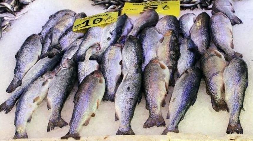 Av Yasağı Balık Fiyatlarını Etkilemeyecek
