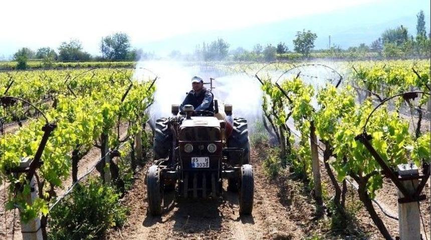 Sarıg&ouml;l&rsquo;de &Uuml;z&uuml;m Bağlarının Y&uuml;zde 60&rsquo;ı Tarsimli Oldu