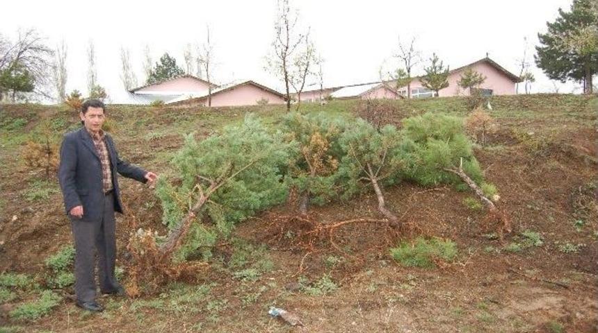 Vatandaşlardan &Ccedil;amların S&ouml;k&uuml;lmesine Tepki