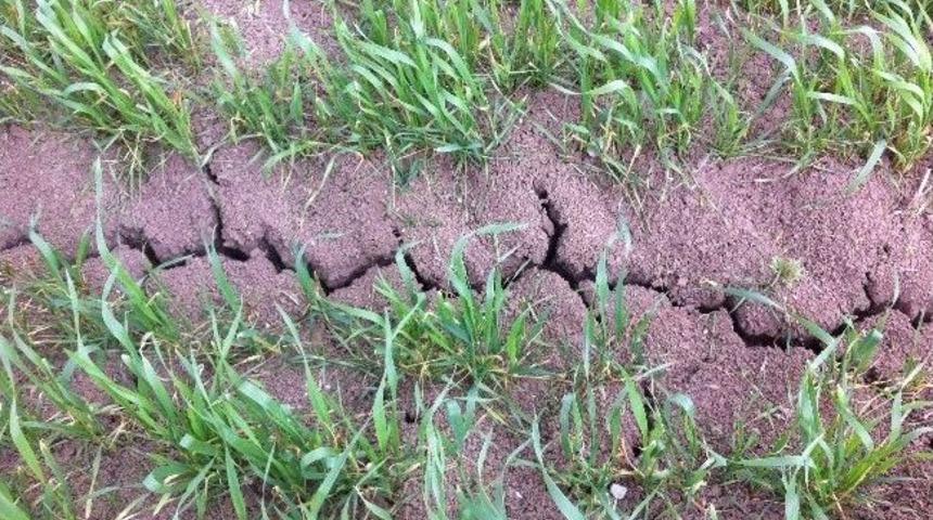 Yozgat’ta Yaşanan Kuraklık Ekinleri Kuruma Noktasına Getirdi