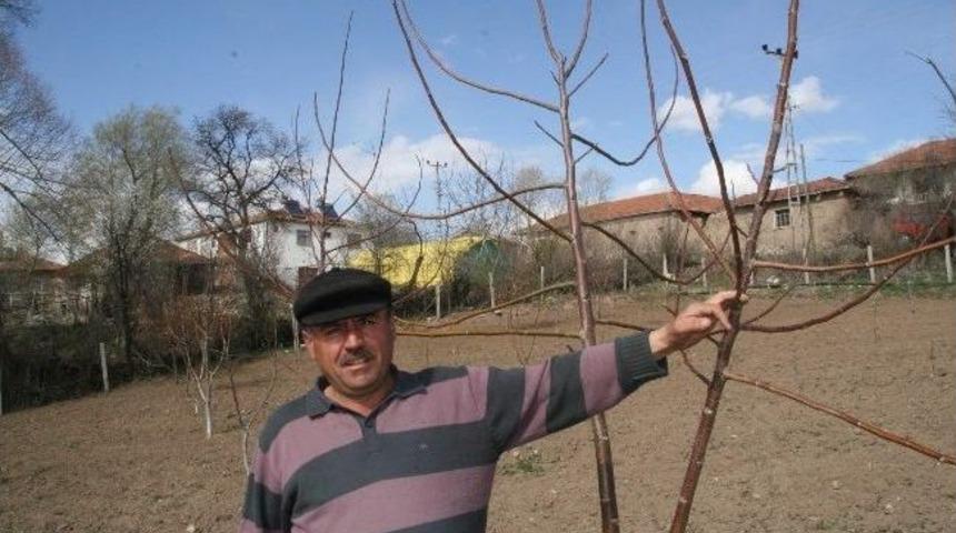 Yozgat’ta Mart Ayında Yaşanan Don Olayı Ceviz Fidanlarını Kuruttu