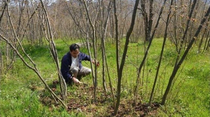 Fındıkta Kalite Ve Verim Toplantıları