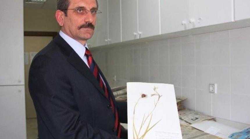 (&ouml;zel Haber) Sa&uuml;&rsquo;l&uuml; Do&ccedil;. Dr. Sağıroğlu, Yeni Bir Bitki T&uuml;r&uuml; Keşfetti