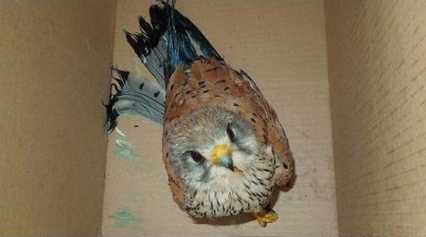 Yaralı Kerkenez Koruma Altına Alındı