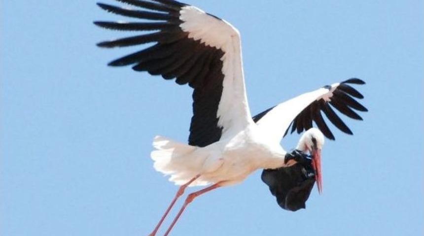 Leylek De &Ccedil;evre Kirliliğinden Nasibini Aldı