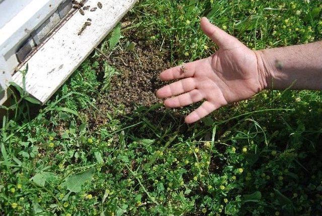 Aydın’da Arı Kolonileri Sos Vermeye Başladı 2