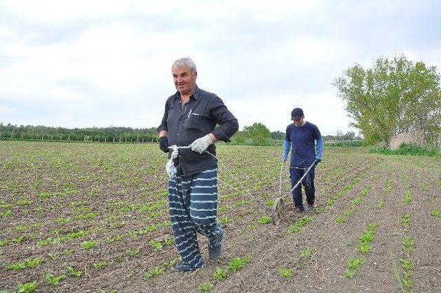 Baba-oğul Bellerine Bağladıkları Kara Sabanla Tarlalarını Sürüyor