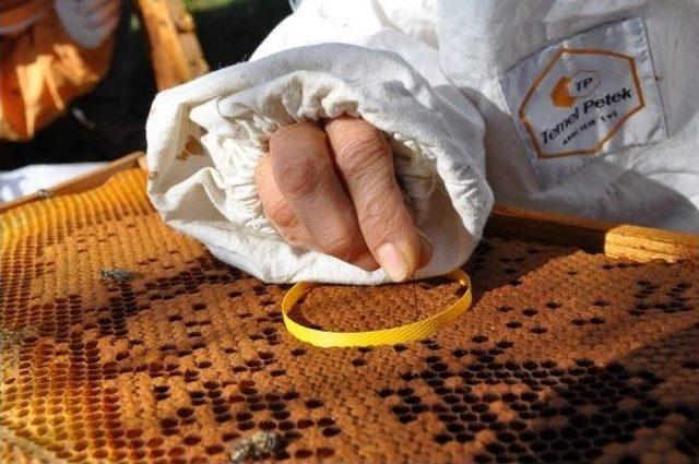 Arılar Artık Sokmayacak Mı? 2