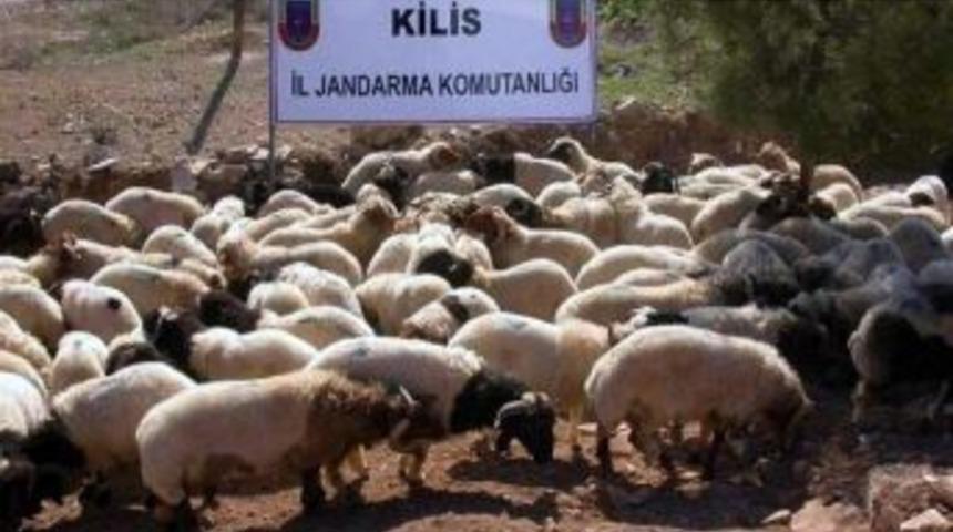 Sınırda K&uuml;&ccedil;&uuml;kbaş Hayvan Ka&ccedil;ak&ccedil;ılığı