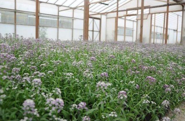 Yenimahalle&rsquo;de Yaz Hazırlığı 1