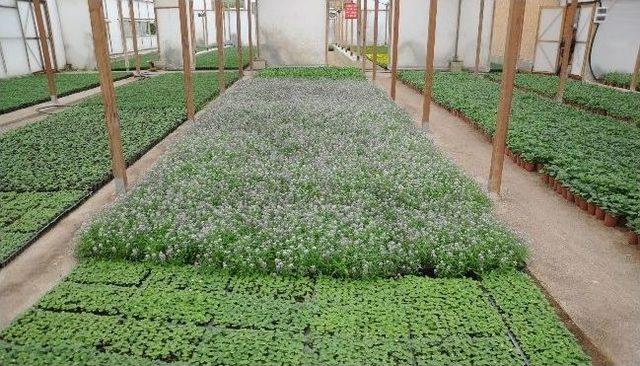 Yenimahalle&rsquo;de Yaz Hazırlığı 2