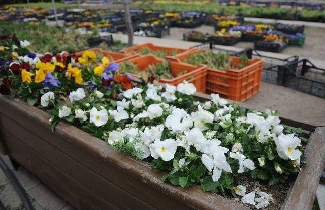 Yenimahalle&rsquo;de Yaz Hazırlığı 3