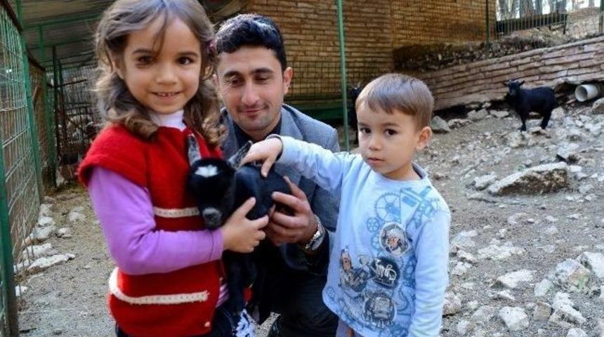 C&uuml;ce Yavru Ke&ccedil;iler Hayvanat Bah&ccedil;esinin Maskotu Oldu