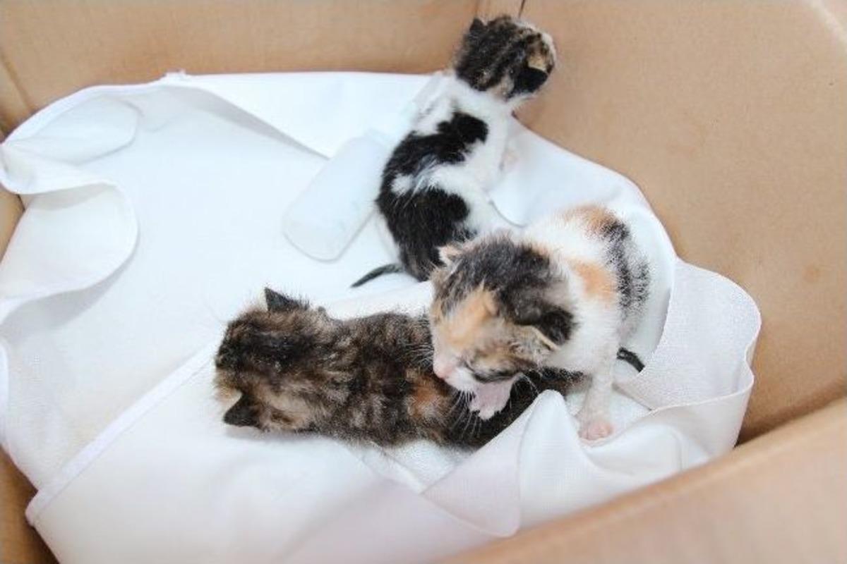 Nazilli'de Başıboş Kedilere Belediye Sahip &Ccedil;ıktı