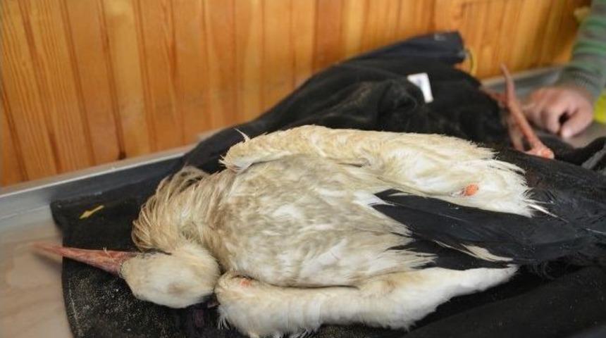 Yaralı Leyleğe Polis Memuru Sahip &Ccedil;ıktı