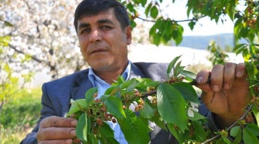 Bursa'da Meyve Ağa&ccedil;larını Don Vurdu