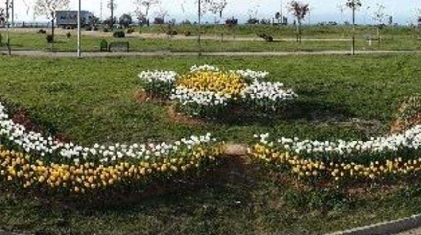 Trabzon Rengarenk Lalelere B&uuml;r&uuml;nd&uuml;