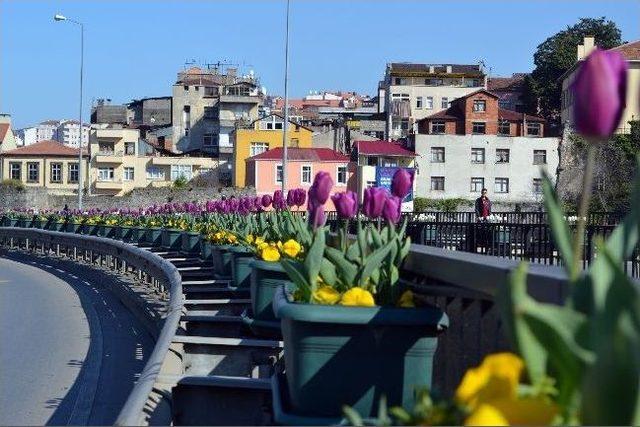 Trabzon Rengarenk Lalelere B&uuml;r&uuml;nd&uuml; 1