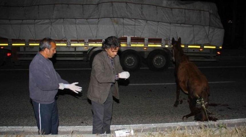 Fethiye'de Kamyonetin &Ccedil;arparak Yaraladığı Katır İğne İle Uyutuldu
