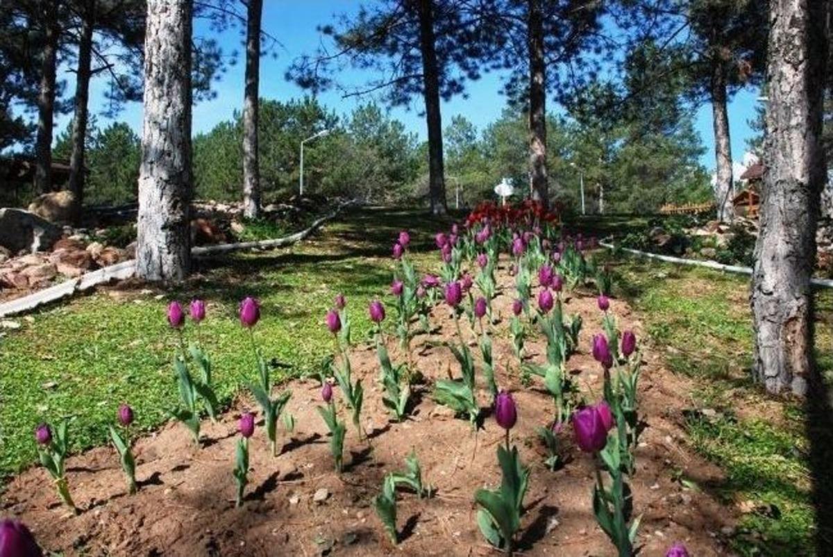 Gediz Baharı Lalelerle Karşıladı