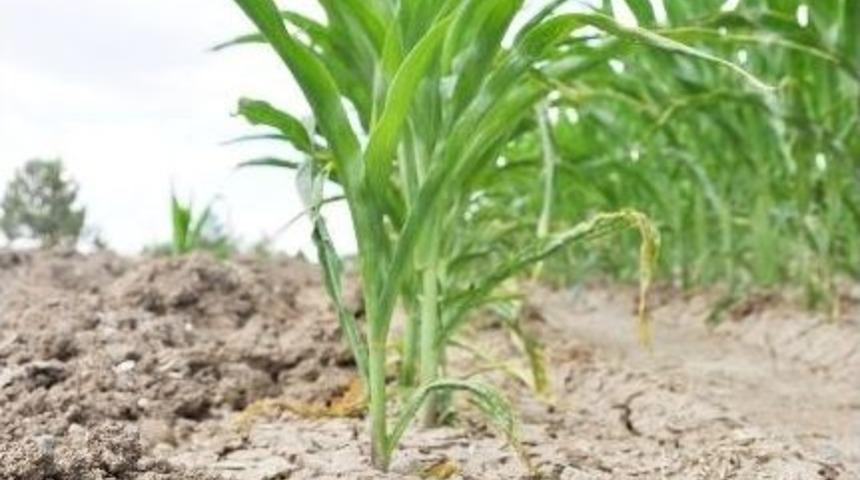 (&ouml;zel Haber) Aksaray&rsquo;da Y&uuml;zde 40 Rekolte Kaybı