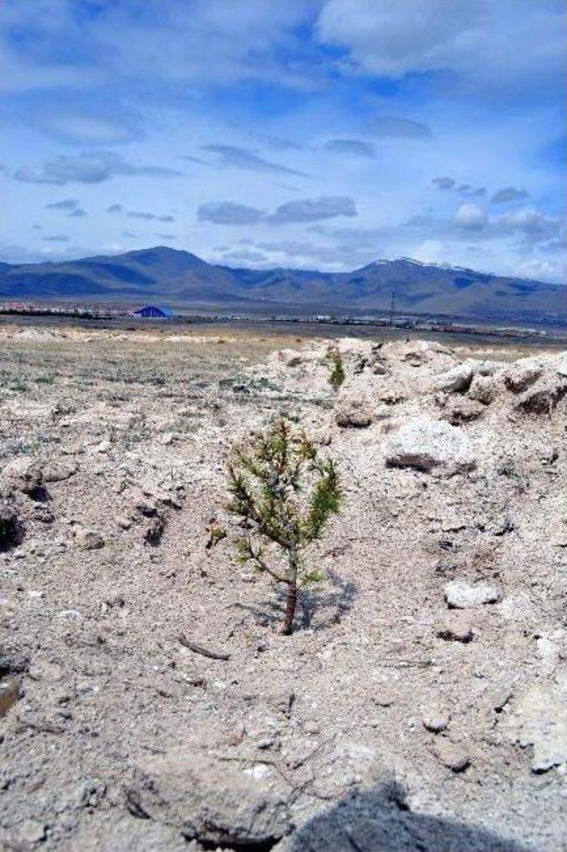 Yetersiz Yağış, Ağa&ccedil;landırma &Ccedil;alışmalarını Da Zorladı 1