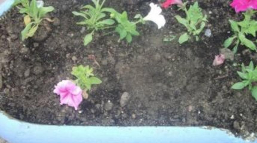 Kaynarca Belediyesi Tarafından Ekilen &Ccedil;i&ccedil;ekler Hırsızlar Tarafından &Ccedil;alınıyor