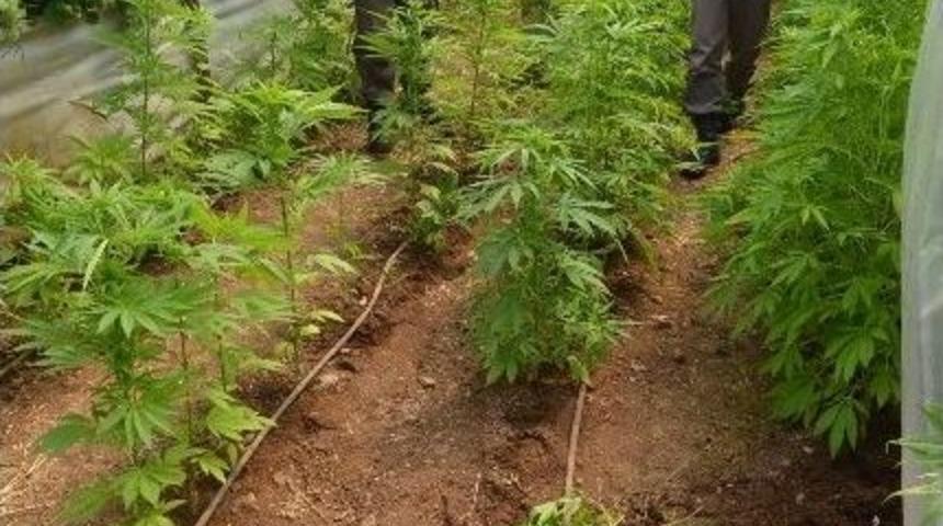 Romatizmaya İyi Geldiği İ&ccedil;in Hint Keneviri Ekmiş