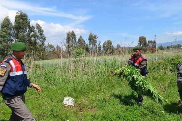 Romatizmaya İyi Geldiği İçin Hint Keneviri Ekmiş