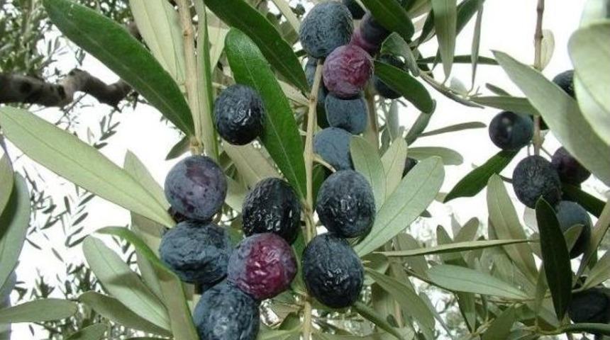 Maratonu Birinci Bitirene Ağırlığınca Zeytin