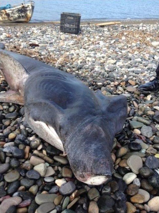 Akdeniz'de Ağlara 200 Kilo Ağırlığında Balyoz Cinsi Köpek Balığı Takıldı