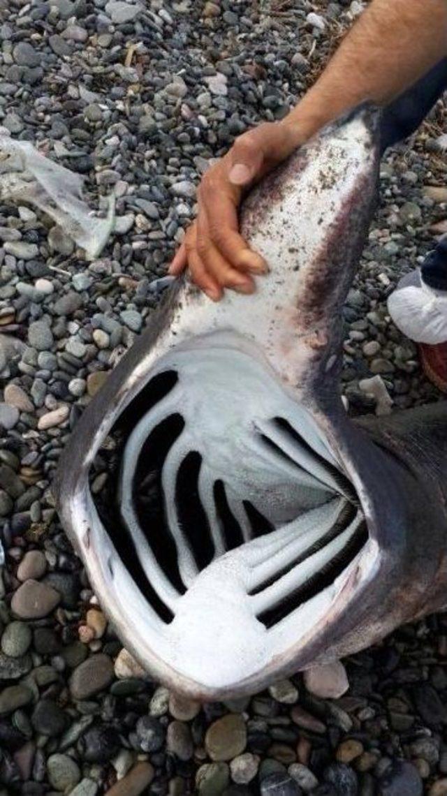 Akdeniz'de Ağlara 200 Kilo Ağırlığında Balyoz Cinsi Köpek Balığı Takıldı