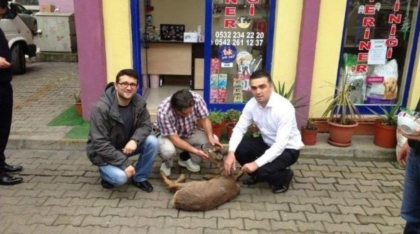 Yaralı Buldukları Karacayı Tedavi Ettirdiler