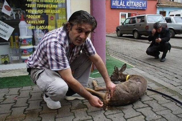 Yaralı Buldukları Karacayı Tedavi Ettirdiler 1