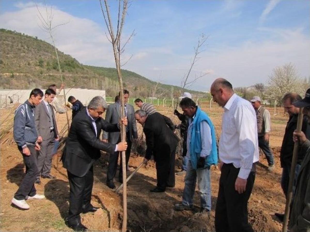 Hisarcık Belediyesi'nden Esire Kaplıcalarında Ağa&ccedil;landırma &Ccedil;alışması