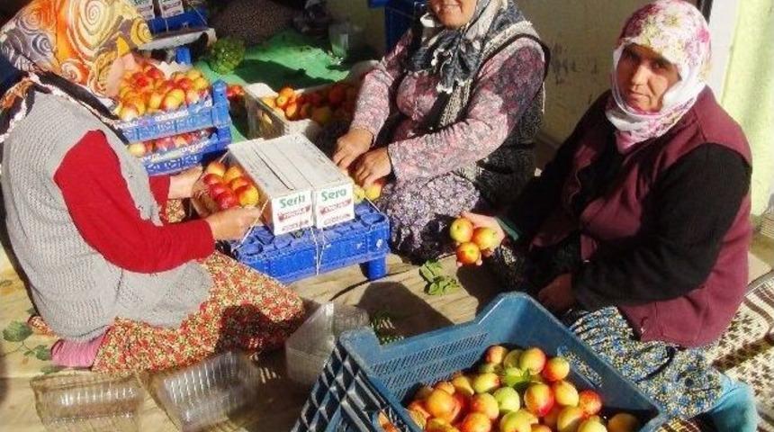 Silifke'de Nektarinin Hasadı Devam Ediyor