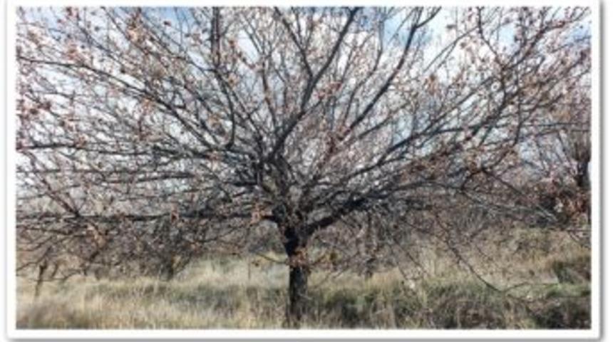 Kayısıda Don Vurgunu