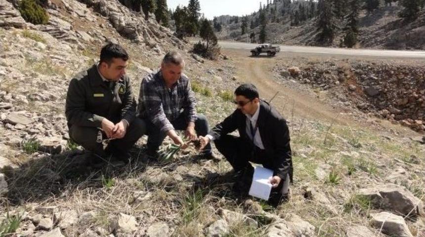 Mersin'de Soğanlı Bitkiler Envanteri Tamamlandı