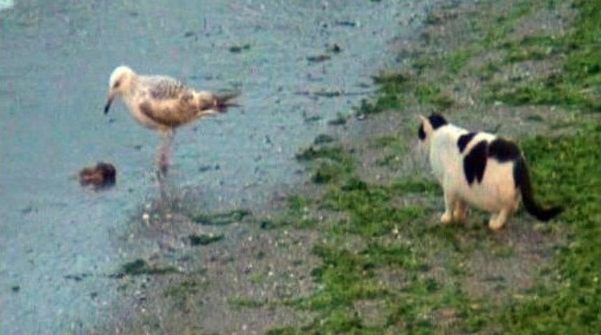 (&ouml;zel Haber) Martı Ve Kedilerin Ekmek Kavgası