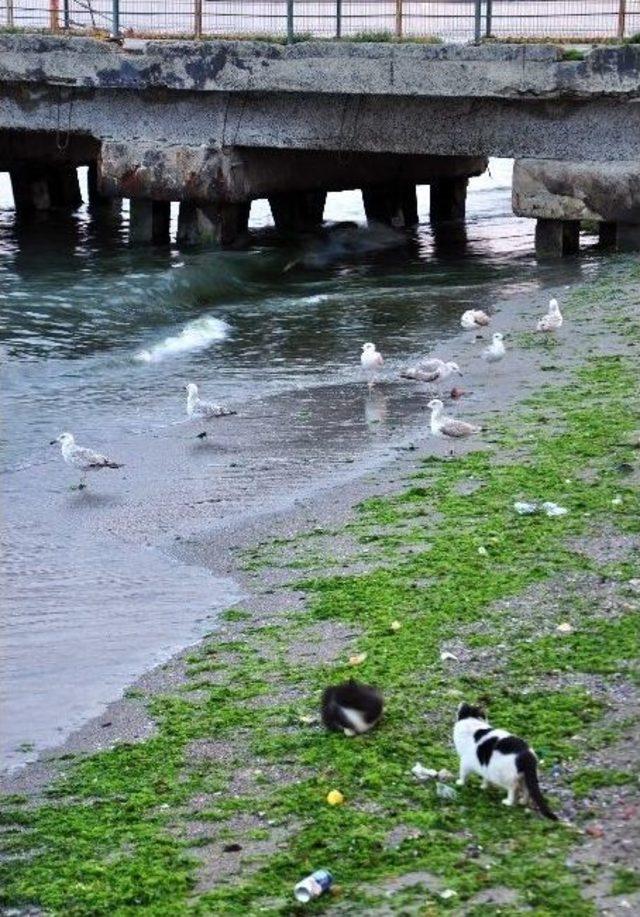 (&ouml;zel Haber) Martı Ve Kedilerin Ekmek Kavgası 1