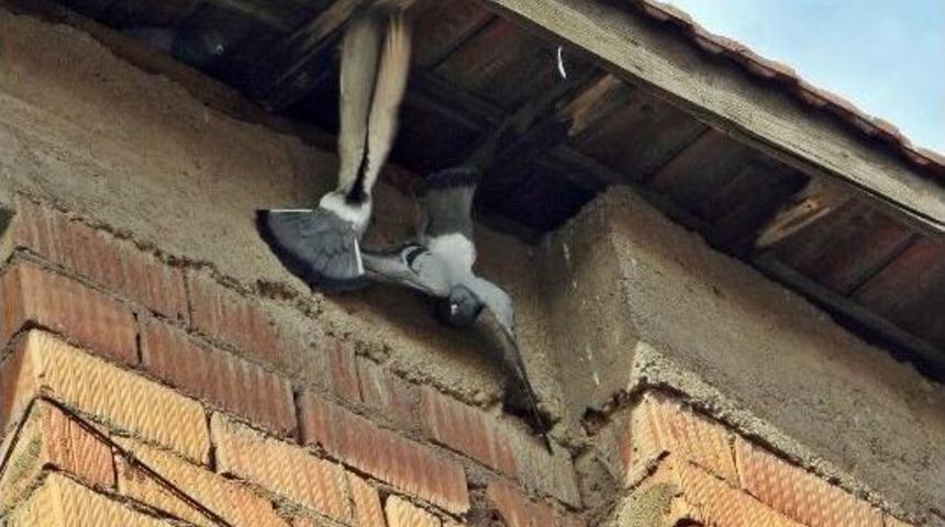 &Ccedil;orum&rsquo;da G&uuml;vercin Kurtarma Operasyonu