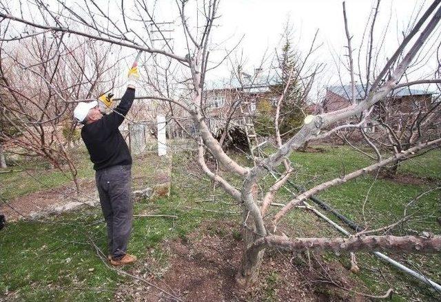 Ahlat’ta Ağaç Budama Dönemi 1