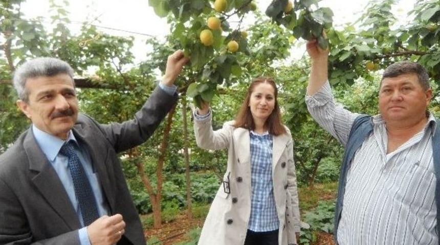 Erdemli'de &Ouml;rt&uuml; Altı Kayısı Hasadı Başladı