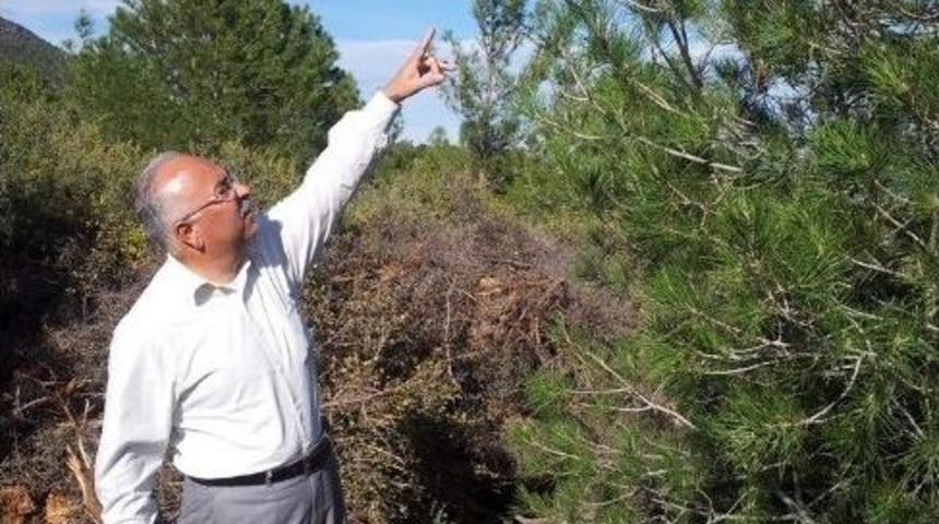 Od&uuml; Sahalarında &Uuml;retime D&ouml;n&uuml;k İyileştirme &Ccedil;alışmaları Fıstık&ccedil;amında Başladı