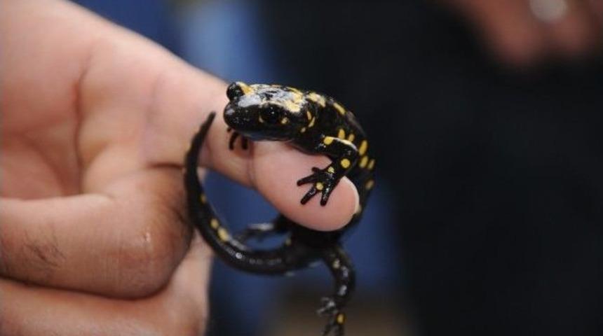 Cizre&rsquo;de Nesli T&uuml;kenen Kertenkele T&uuml;r&uuml; Bulundu