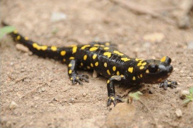 Cizre&rsquo;de Nesli T&uuml;kenen Kertenkele T&uuml;r&uuml; Bulundu 1