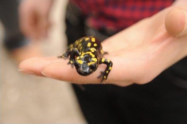 Cizre&rsquo;de Nesli T&uuml;kenen Kertenkele T&uuml;r&uuml; Bulundu 2