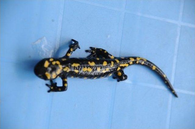 Cizre&rsquo;de Nesli T&uuml;kenen Kertenkele T&uuml;r&uuml; Bulundu 3