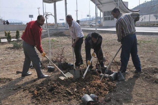 Boz&uuml;y&uuml;k Otogarı Ağa&ccedil;landırıldı 1